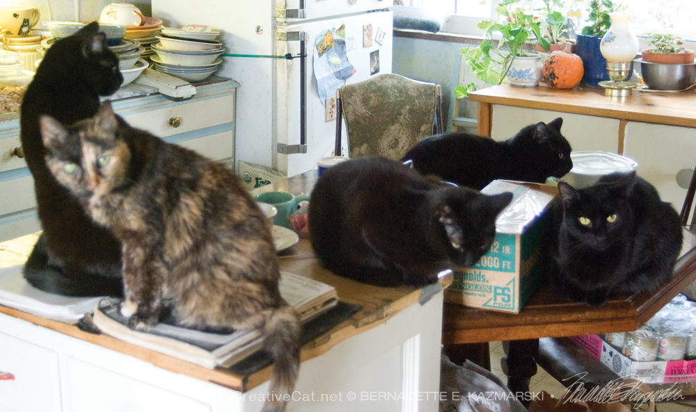 five cats in kitchen
