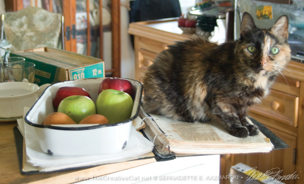 tortoiseshell cat on cookbook