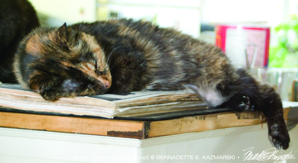 tortoiseshell cat sleeping on cookbook