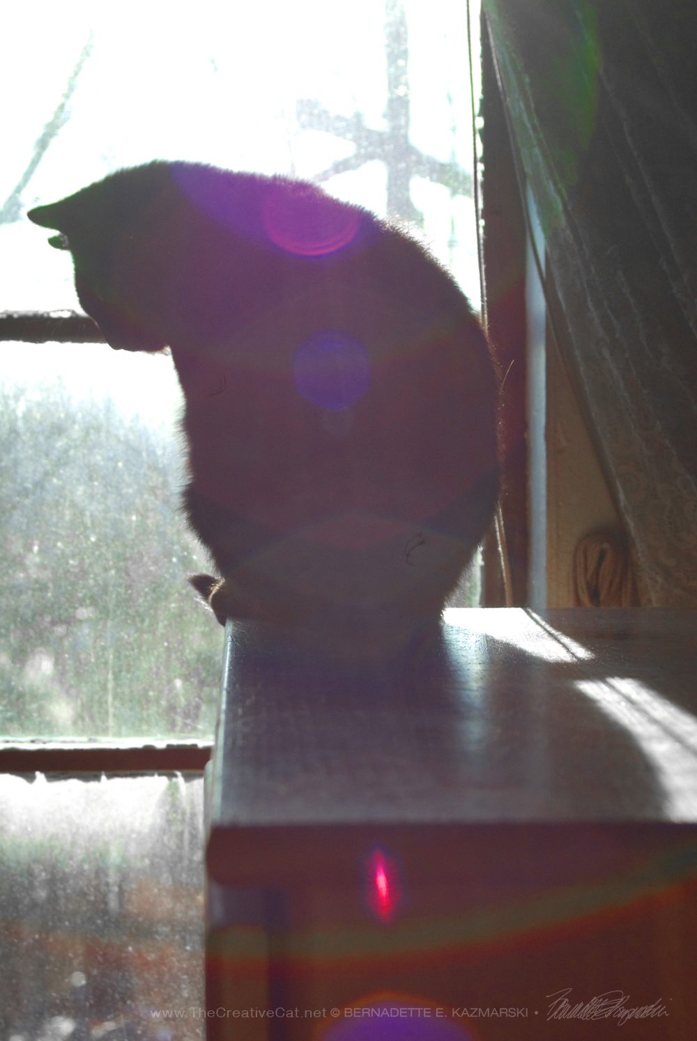 cat silhouette with sun flares