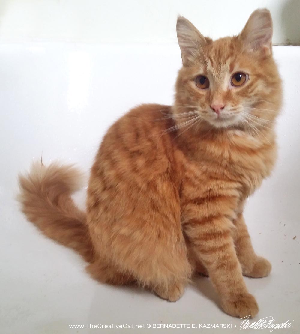 orange cat in the tub
