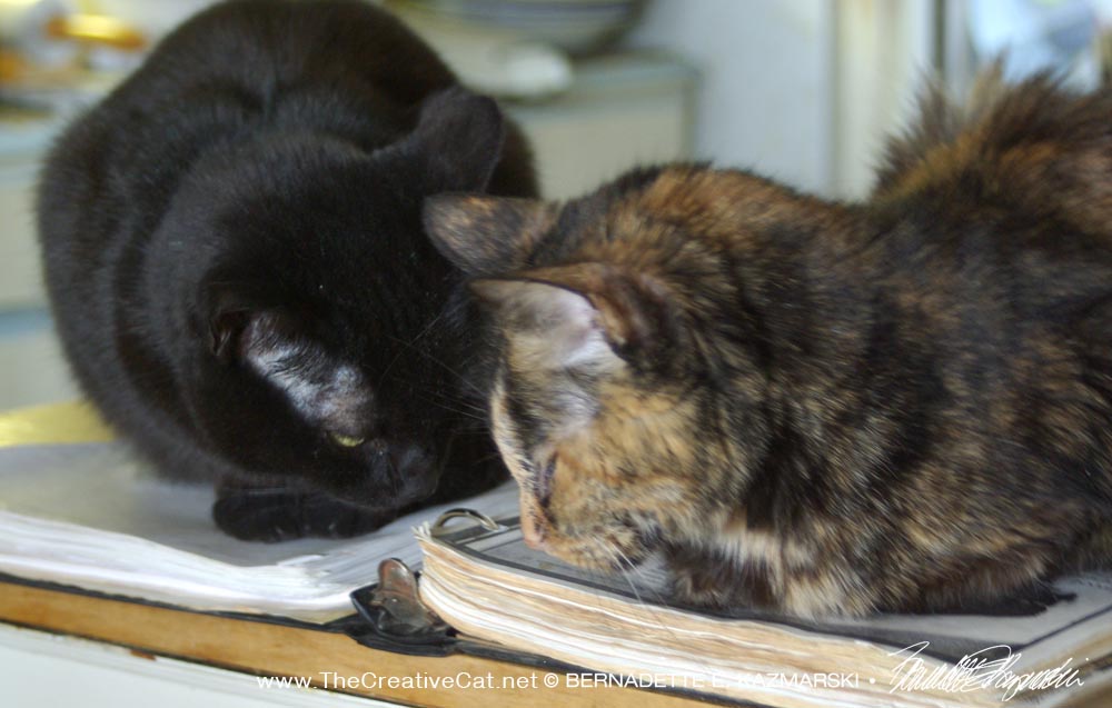 black cat and tortoiseshell cat in deep conversation
