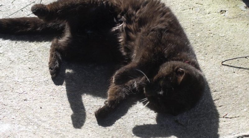 black cat rolling on porch