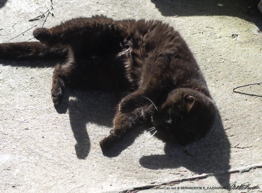 black cat rolling on porch