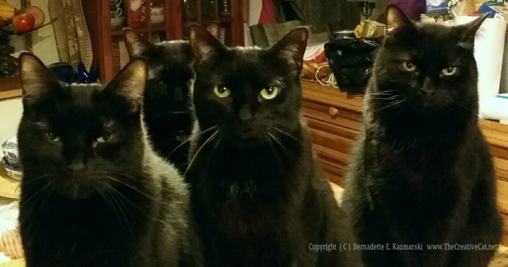 The Four Housecats of the Apocalypse