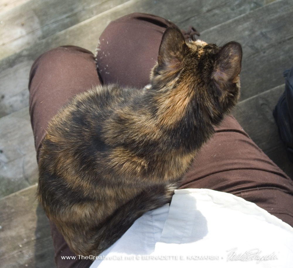 Cookie sits on my lap as we take a break on the steps.