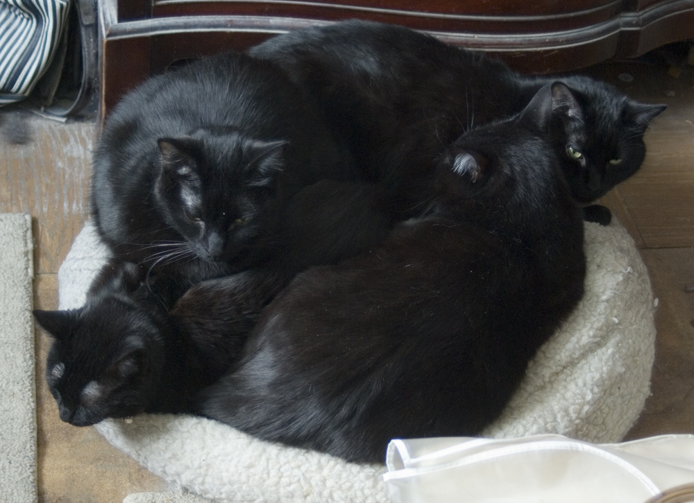 four black cats on a kitty beanbag