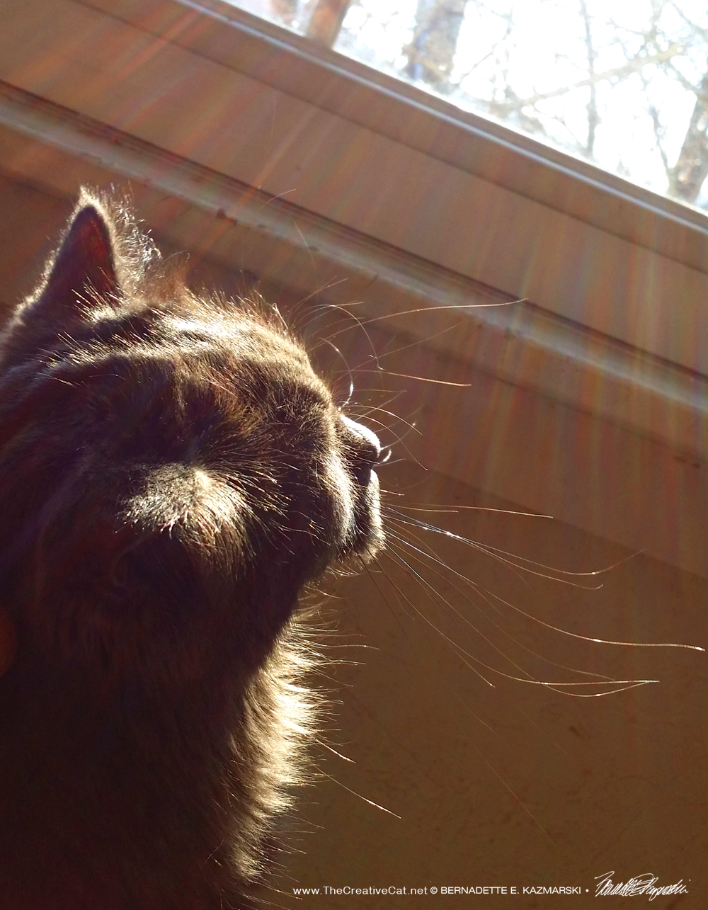 Ophelia enjoying the sun this morning.