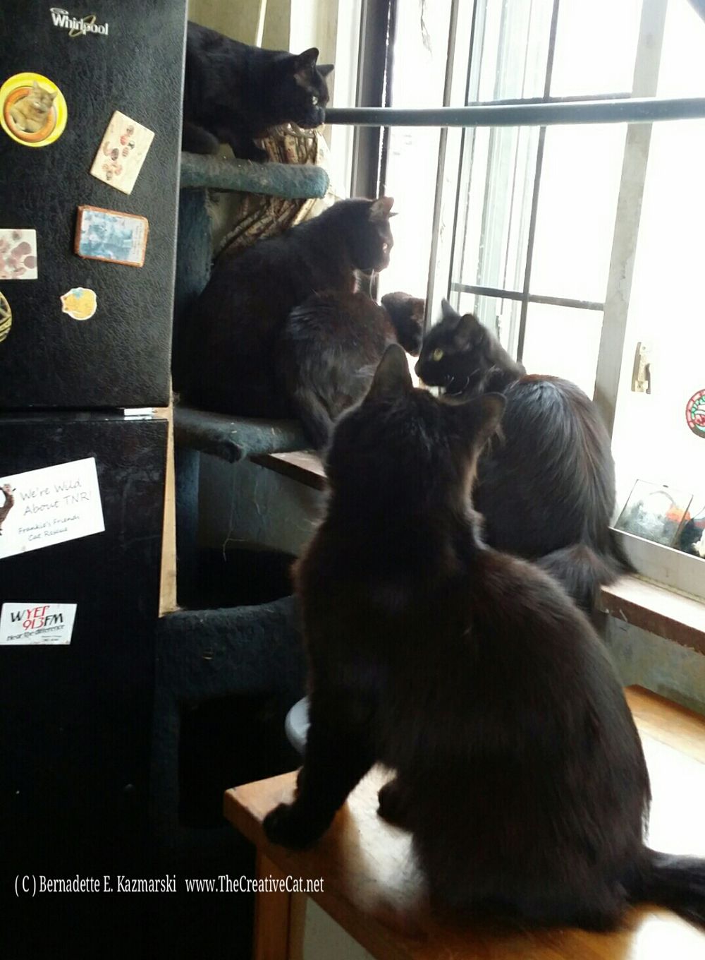 OPEN WINDOW! Bella, Jelly Bean, Mimi, Hamlet, Basil. Of course there's a screen. 