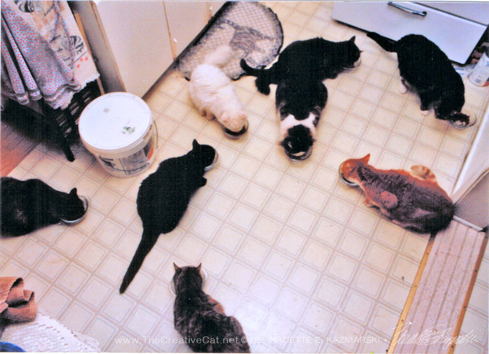 My household of nine cats enjoying dinner.