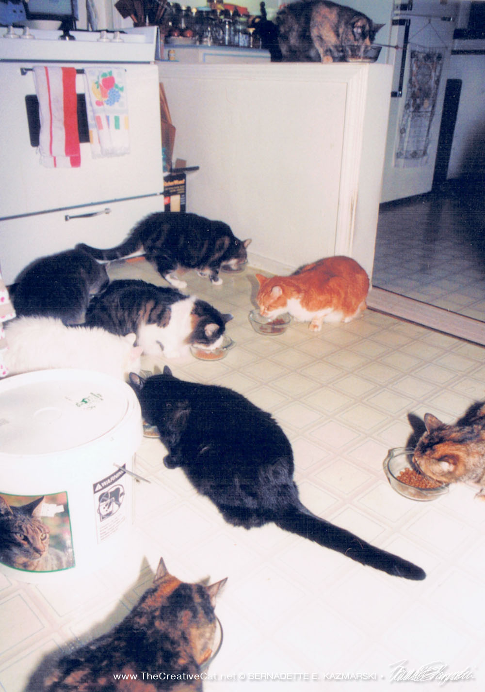 nine cats eating dinner