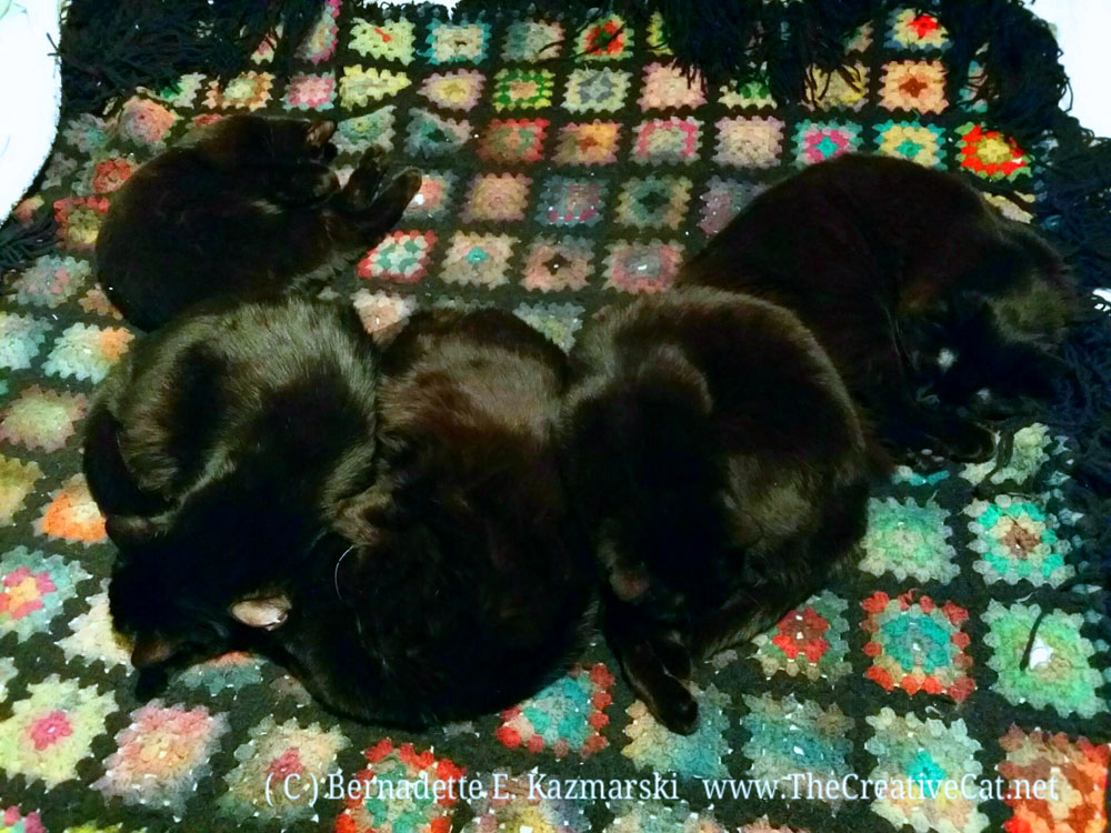 Five black cats sleeping on the Afghan