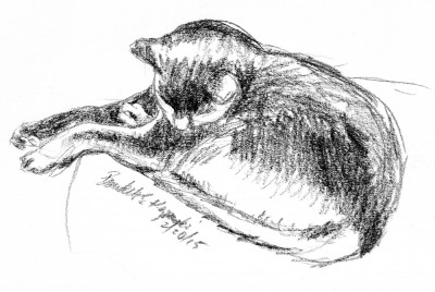 Charcoal sketch of cat sleeping
