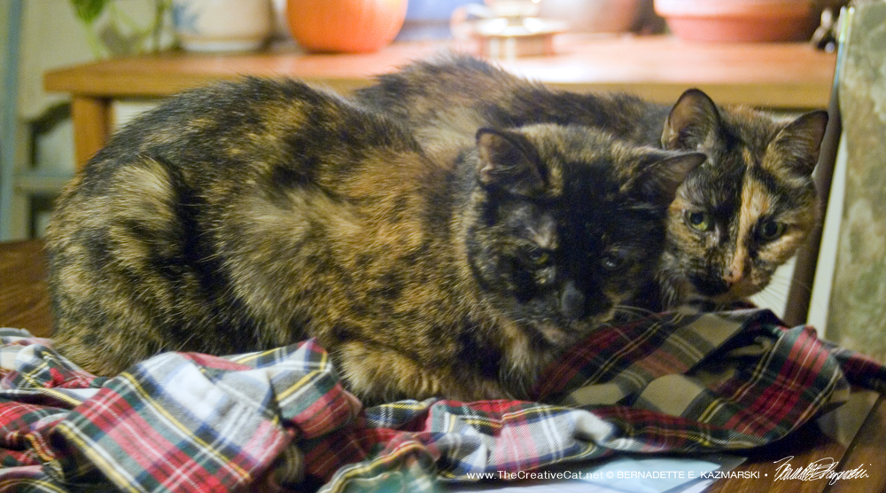 Cookie and Kelly cuddling.two tortoiseshell cats