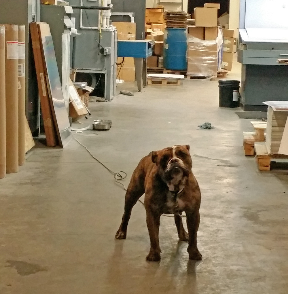 dog in warehouse