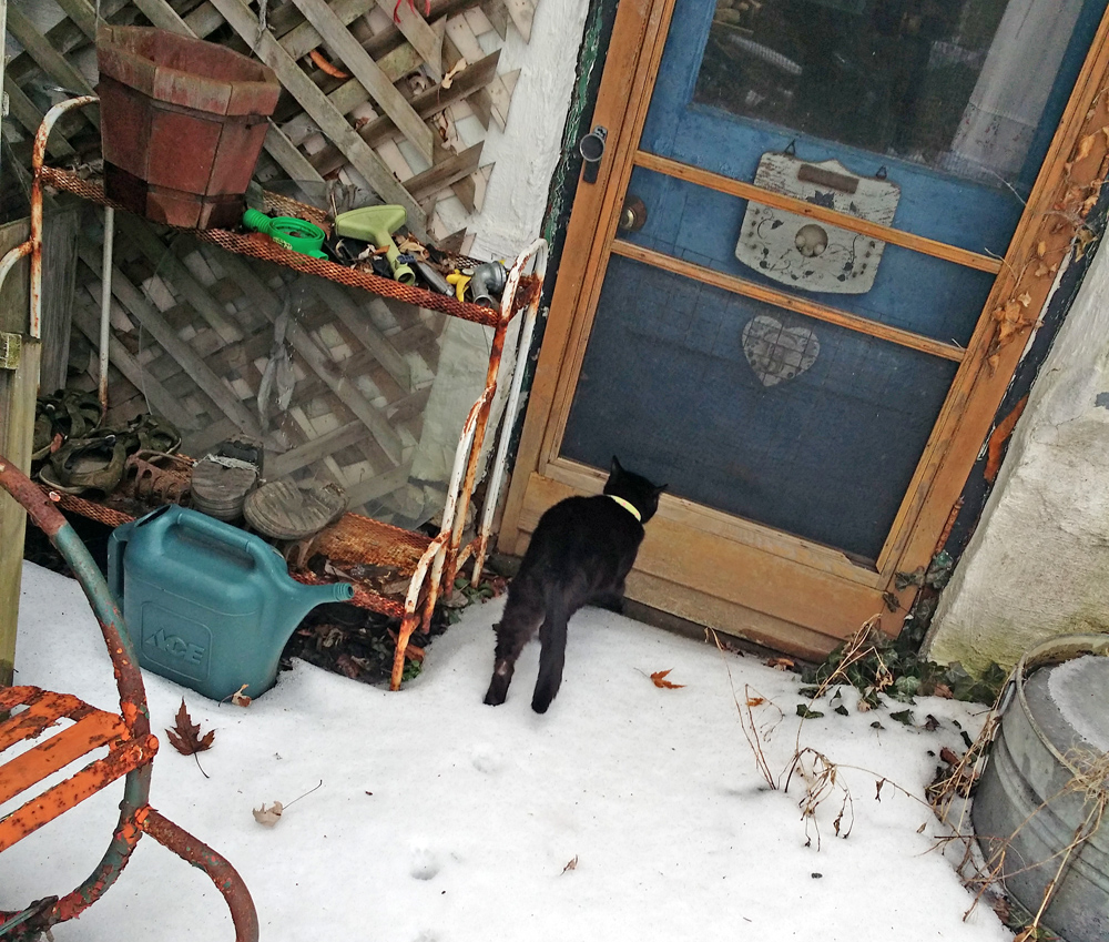 black cat looks in screen door