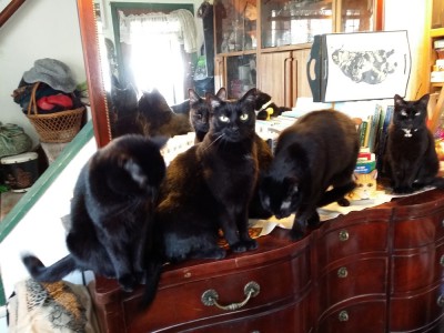 five black cats on dresser