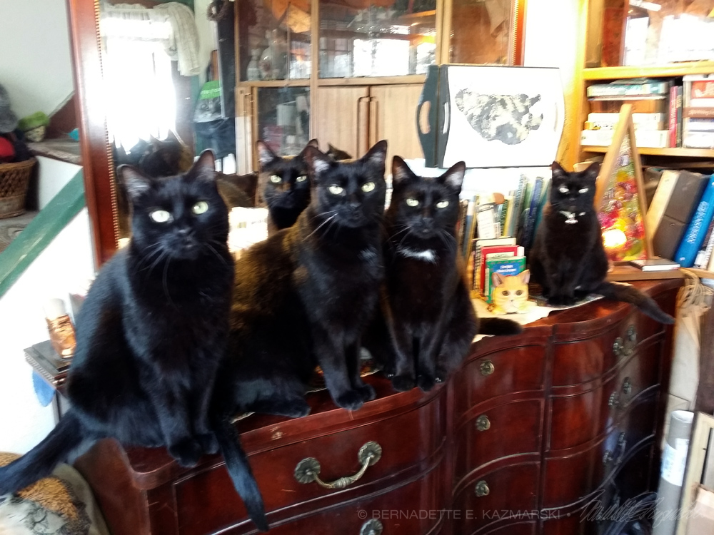 five black cats on dresser