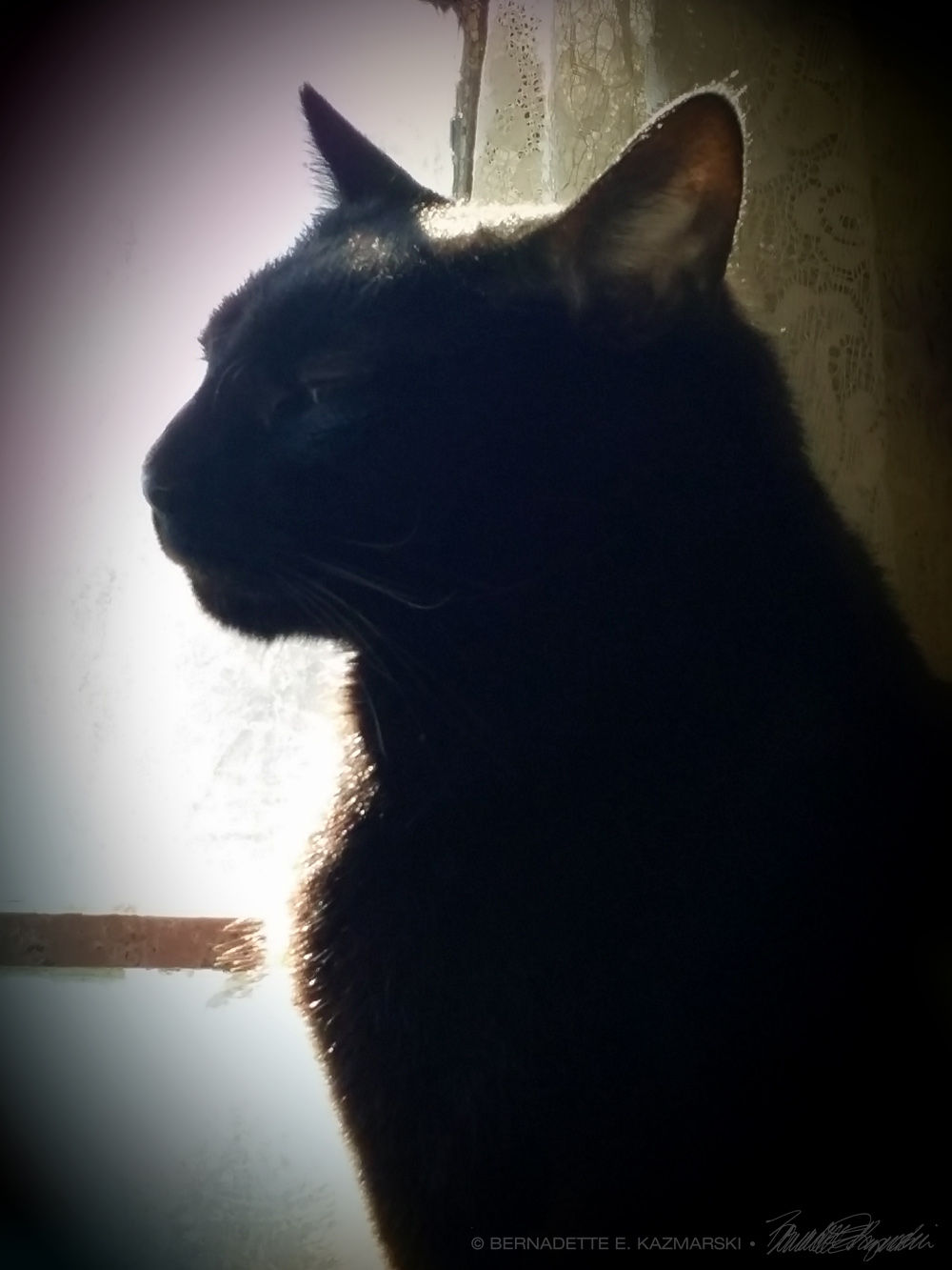 black cat in vignette