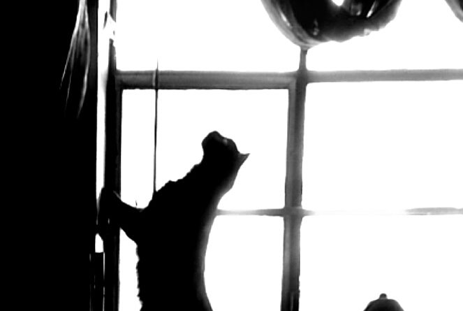 cat silhouetted against window