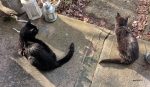 two black cats in the sun