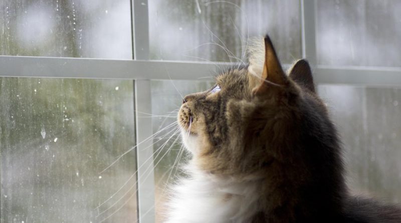 tabby and white cat watching birds