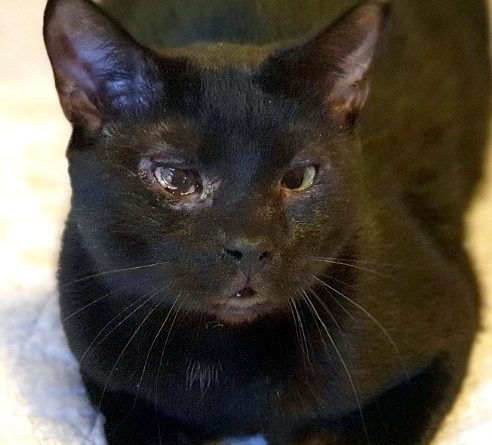black cat for adoption