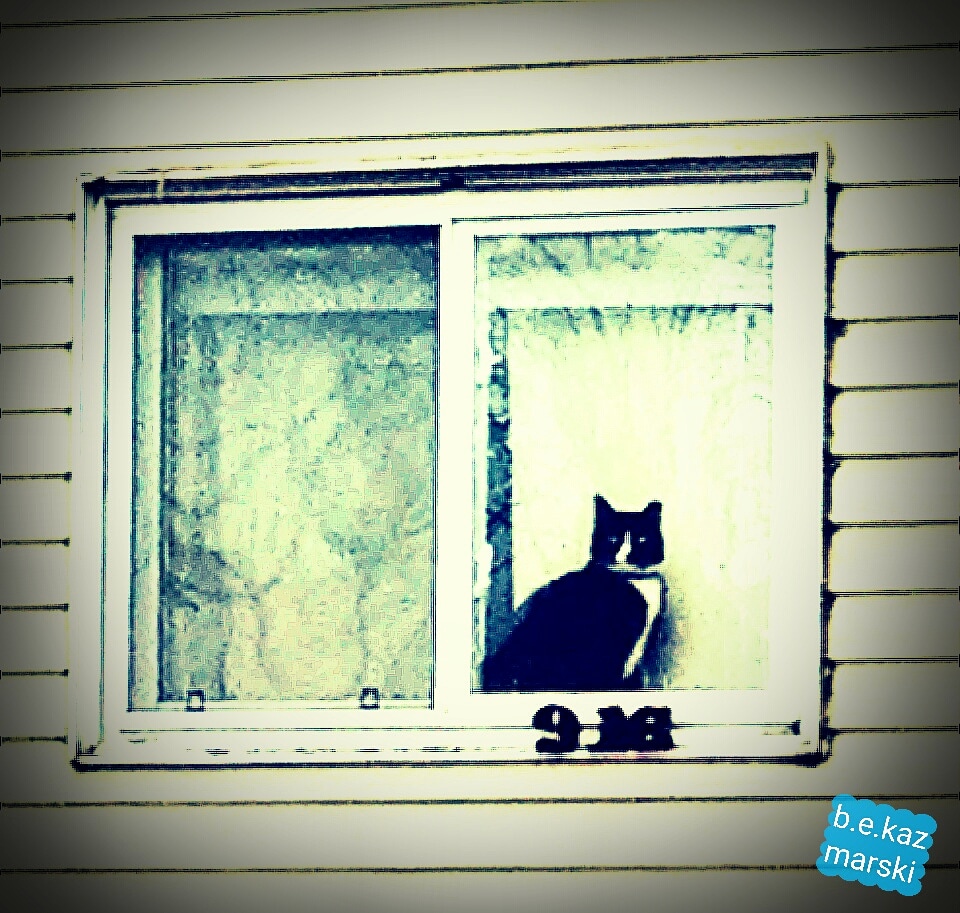 tuxedo cat in window