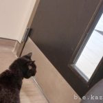 black cat looking at door