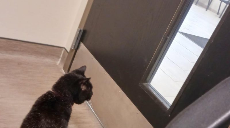 black cat looking at door