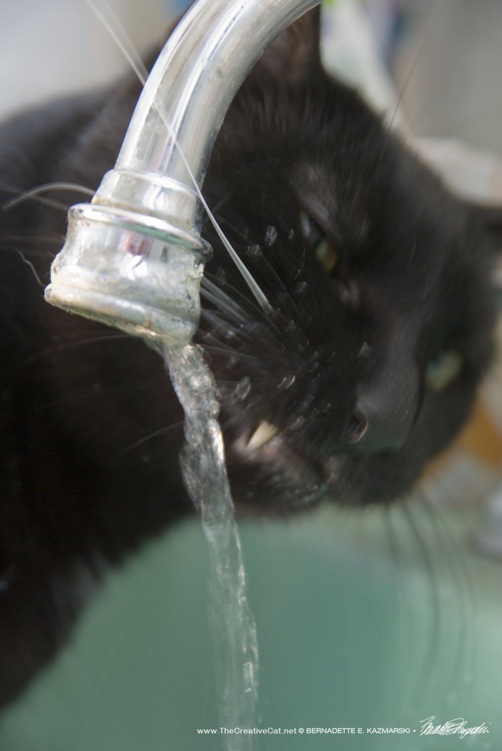 black cat drinking from faucet