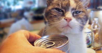 dilute calico cat with can of food