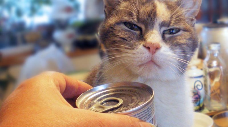 dilute calico cat with can of food