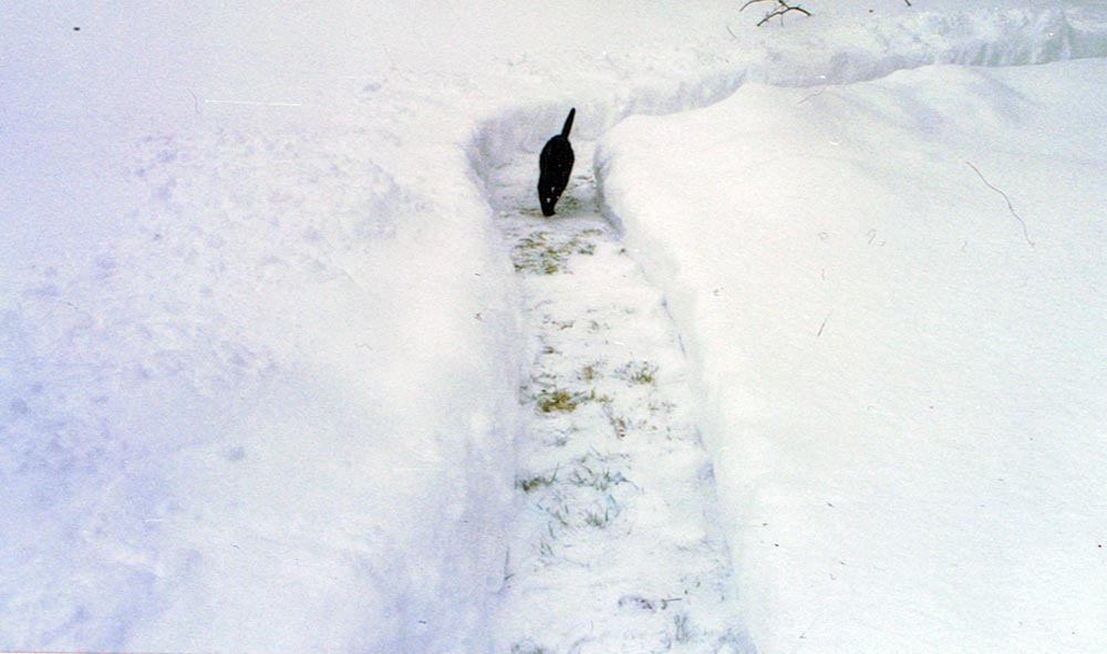 black cat in snow.