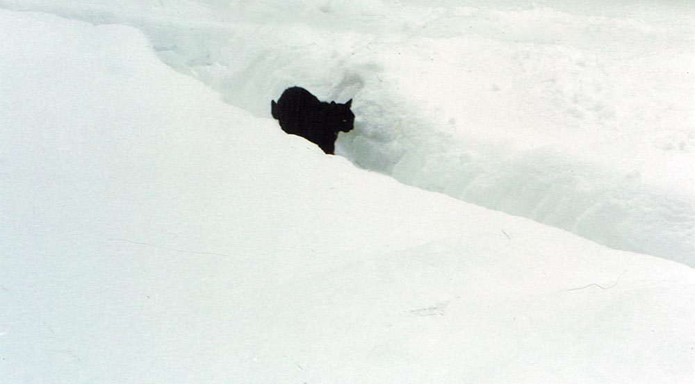 black cat in snow