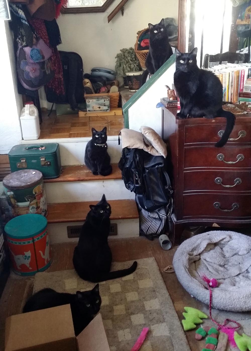 five black cats waiting to play