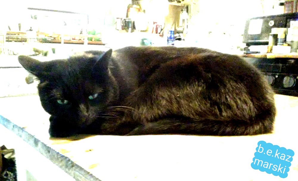black cat on counter