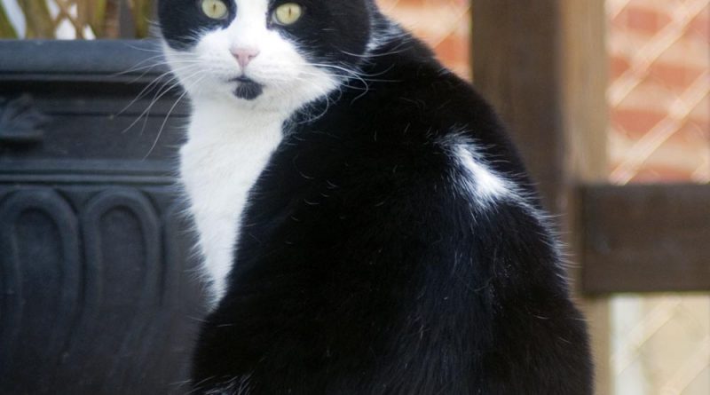black and white feral cat