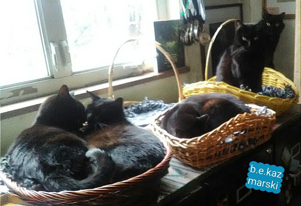 five black cats in baskets