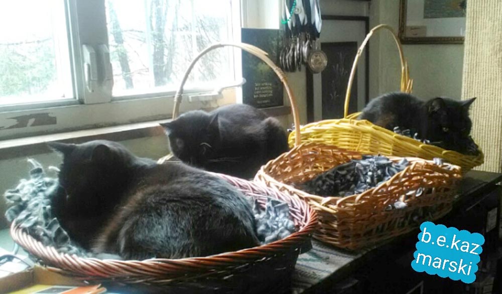 three black cats in baskets