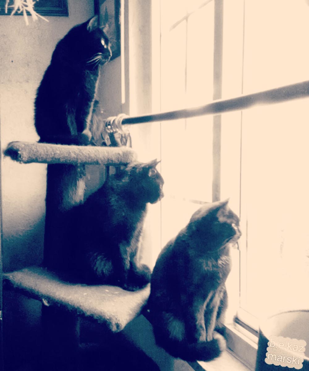 three black cats at window
