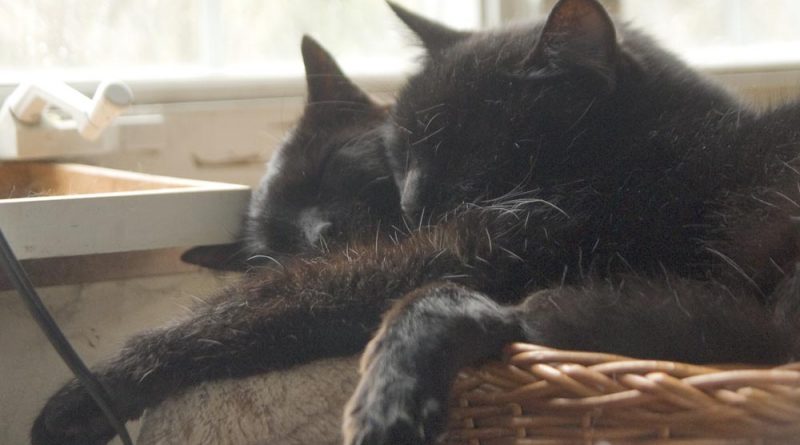 two black cats napping in basket