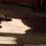 two black cats in sun
