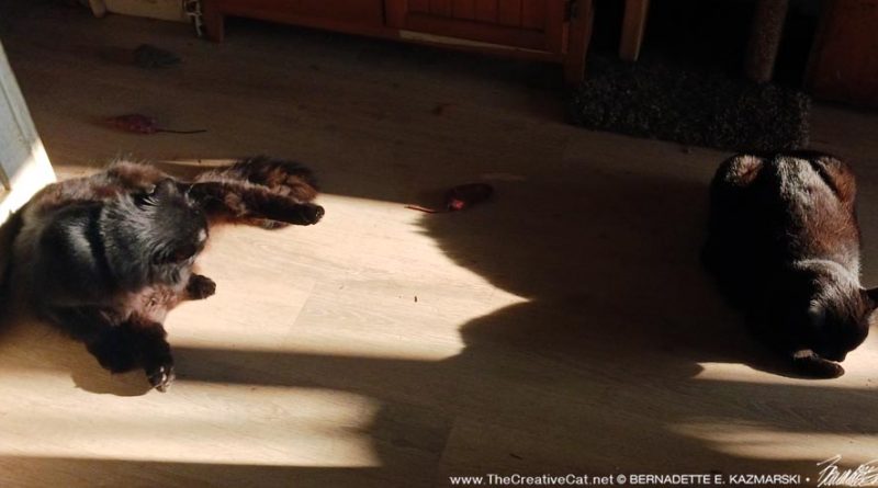 two black cats in sun