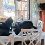 three cats in kitchen