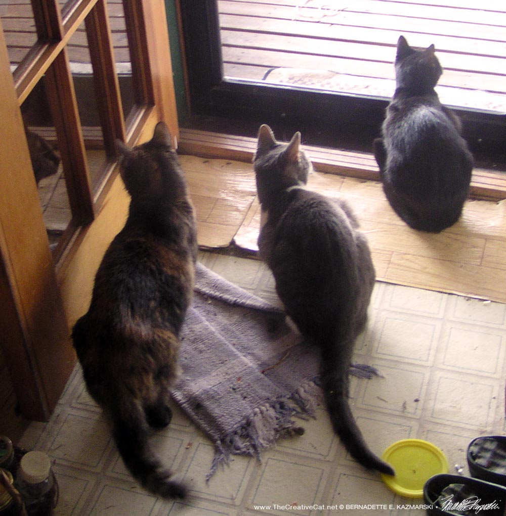 three cats at door