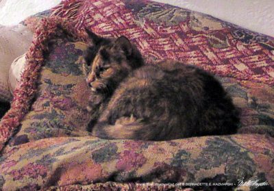 tortoiseshell cat on couch