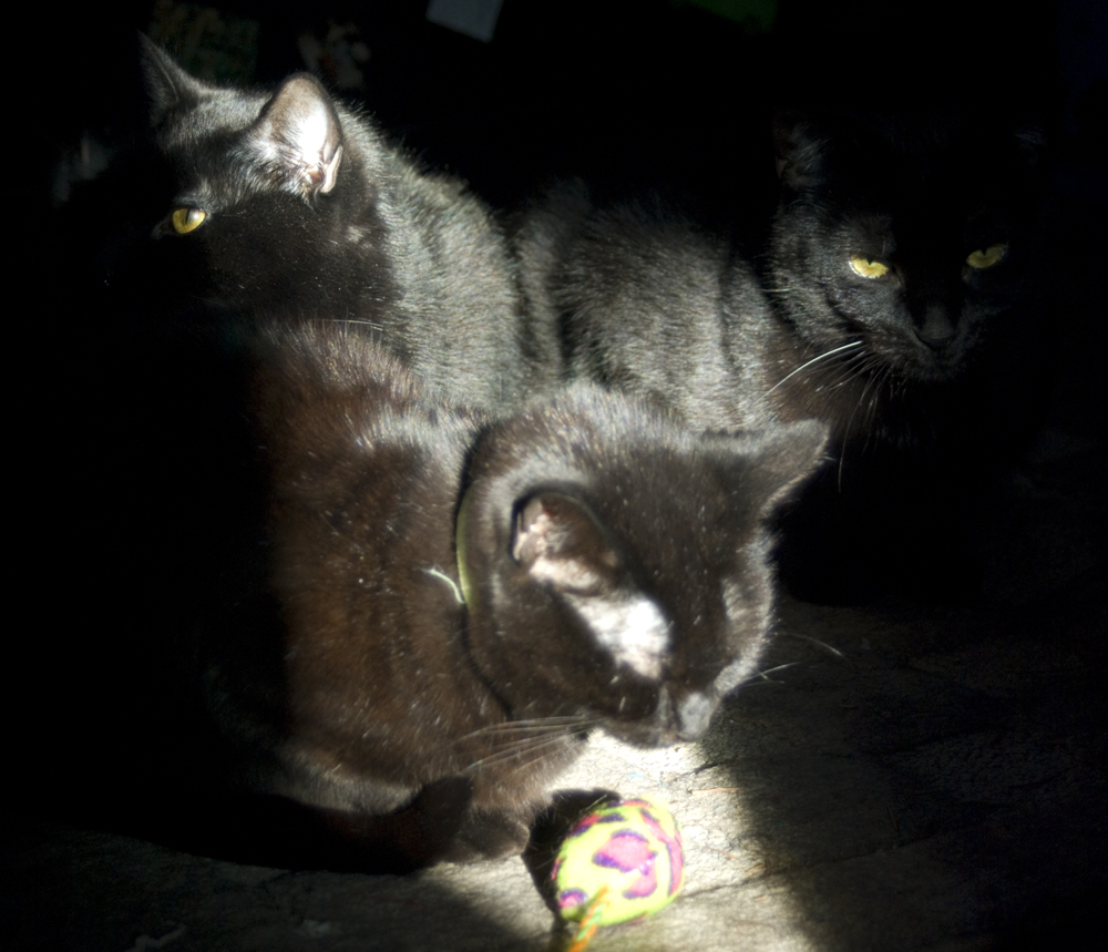 Three black cats sharing one sun beam.