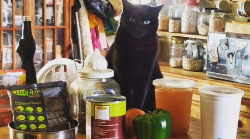 black cat in kitchen