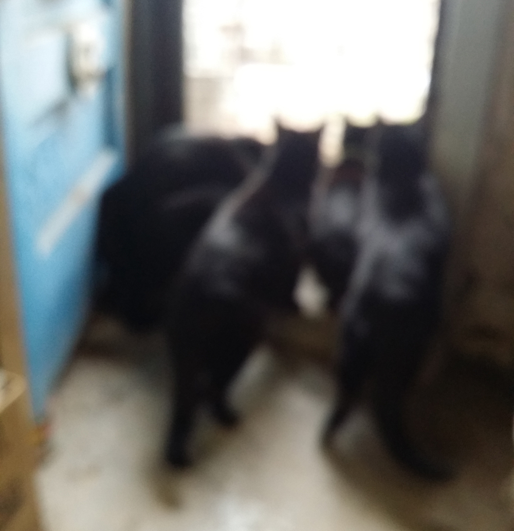 five black cats looking out door